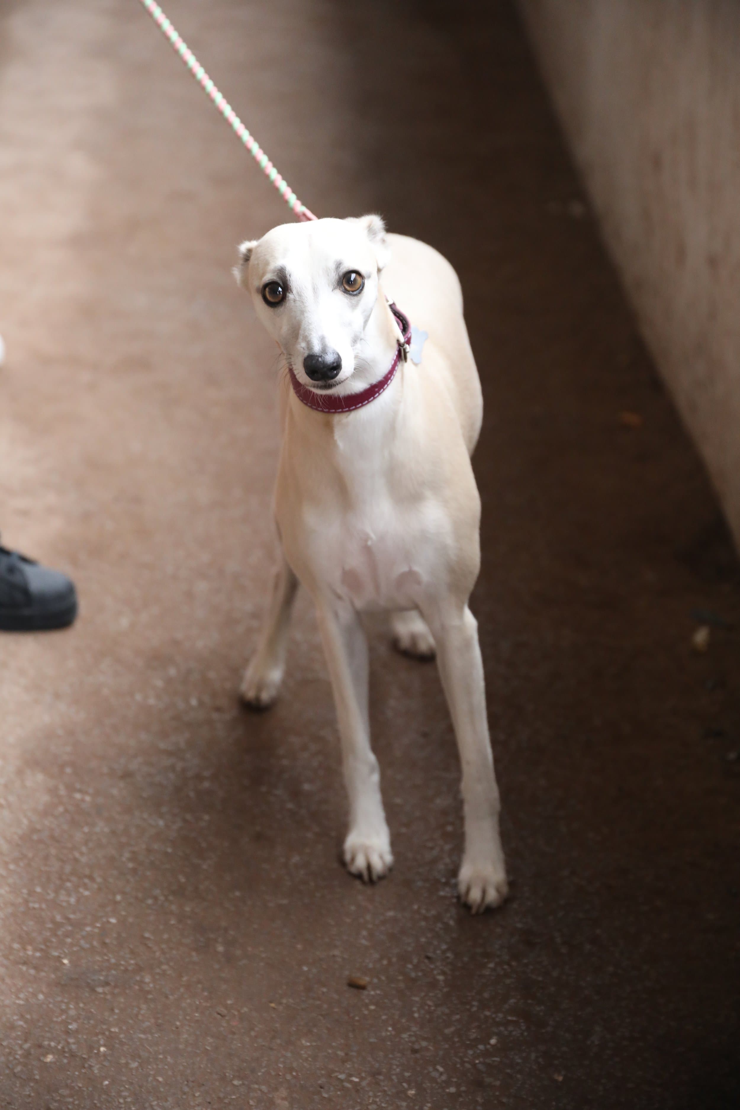 Sheffield Retired Greyhounds Dog Show (October 1st 2023) image 2