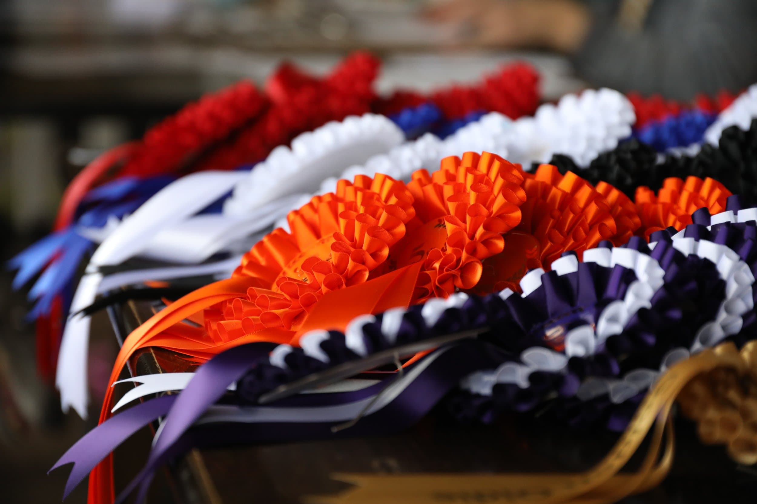 Sheffield Retired Greyhounds Dog Show (October 1st 2023) image 3