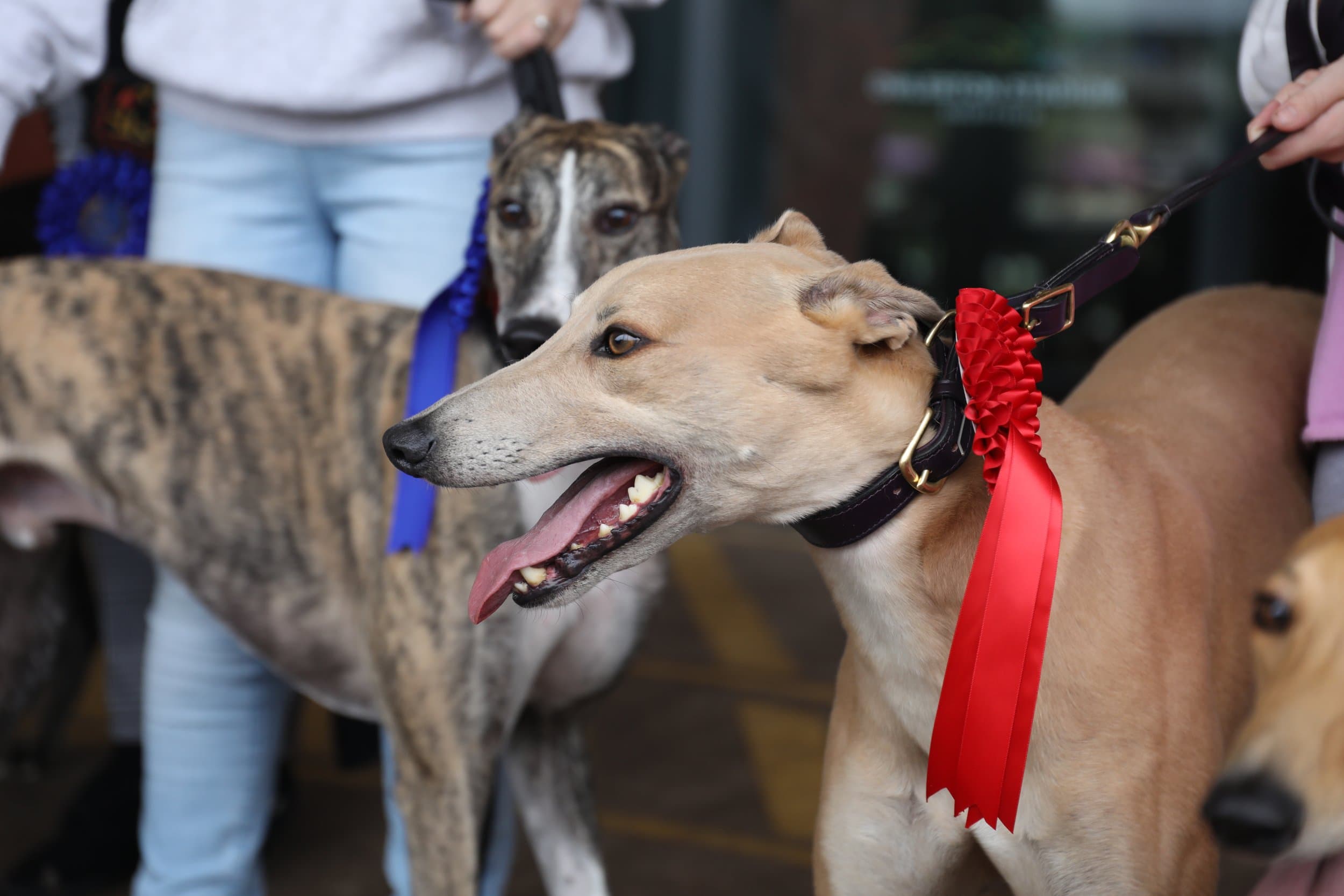 Sheffield Retired Greyhounds Dog Show (October 1st 2023) image 8