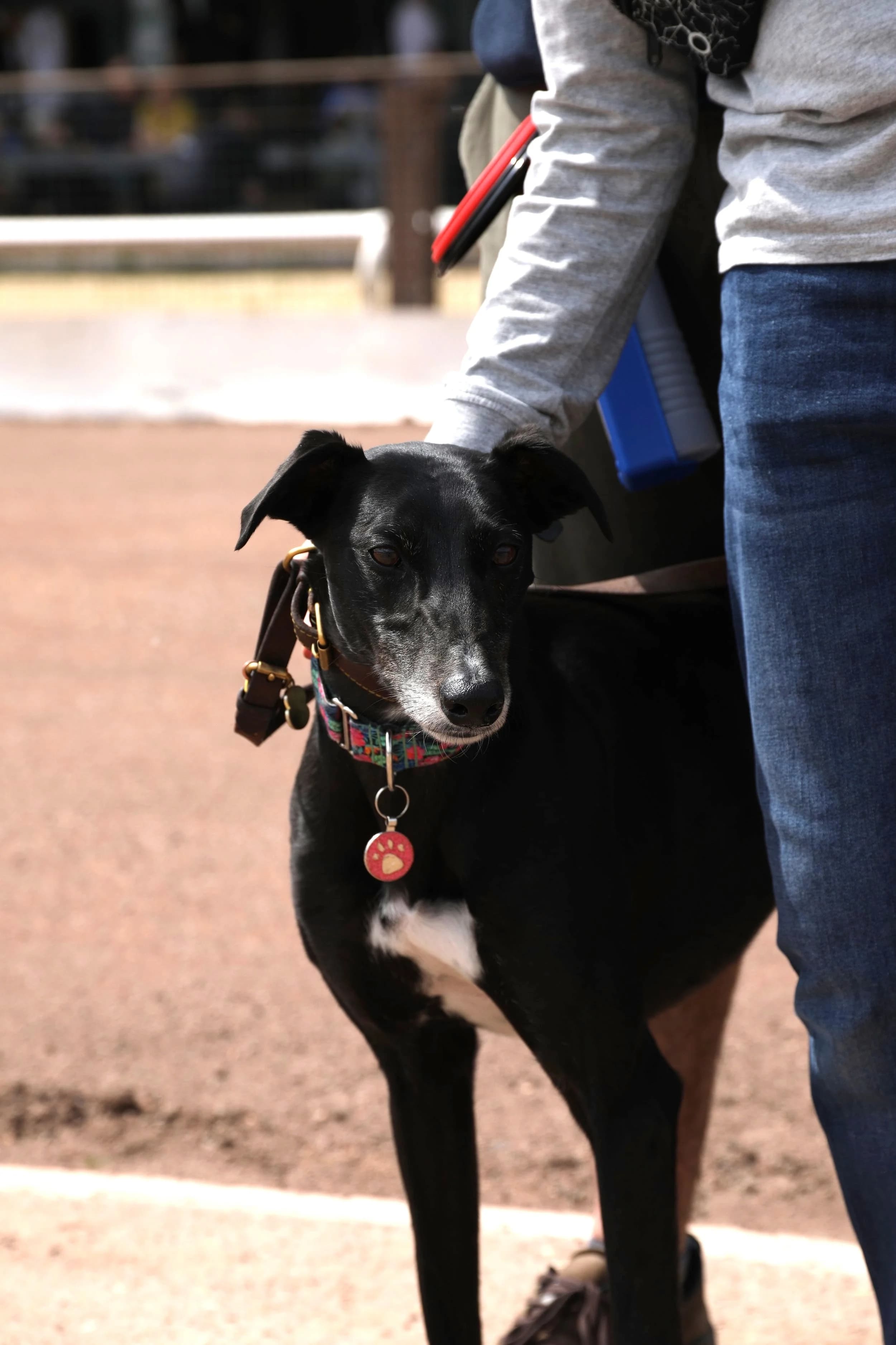 Sheffield Retired Greyhounds Dog Show (Sunday 14th May 2023) image 2