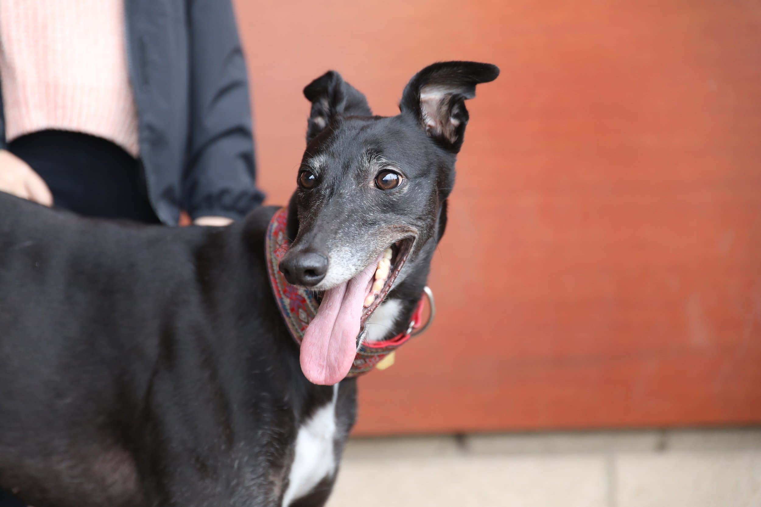 Sheffield Retired Greyhounds Dog Show (October 1st 2023)